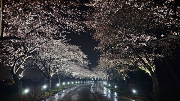 [무안] 고인돌공원 ‘왕벚꽃길’ 환상적인 야간 경관