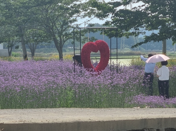 ‘작천 코끼리마늘꽃 3days’ 이색 여름꽃 만발